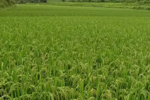 图片[4]-隆晶优4013水稻种子特性与播期(隆晶优4013 5-6月播)？-会东网