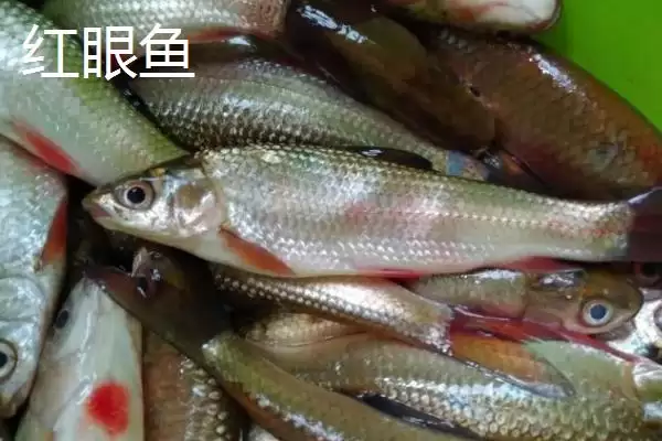 图片[5]-麦鲮鱼和红眼鱼区别介绍(麦鲮鱼圆鳞、吻钝、嘴阔与红眼鱼区别)？-会东网