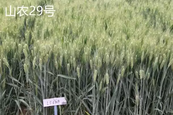 图片[4]-小麦主产区分布及冬小麦北方分布情况(小麦主产区在哪及冬小麦分布)？-会东网