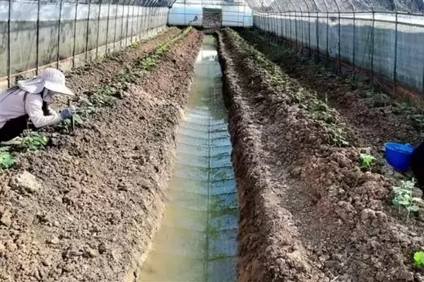 图片[5]-夏大豆高产方法及30厘米行距点播要点(夏大豆如何高产及点播要点)？-会东网