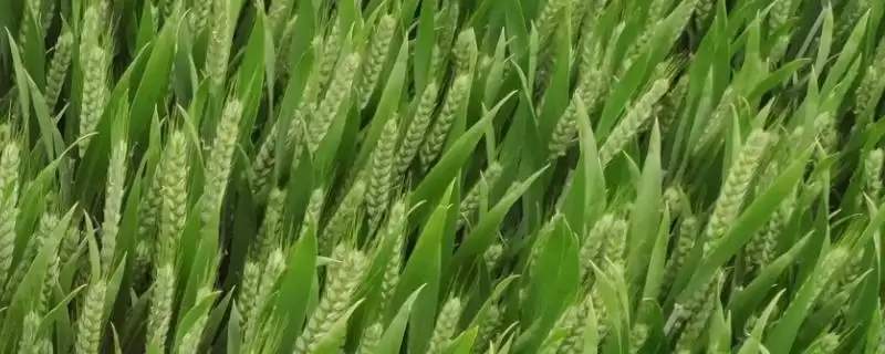 致胜5号小麦品种简介与每亩播量(致胜5号小麦品种简介及每亩播量)?-会东网