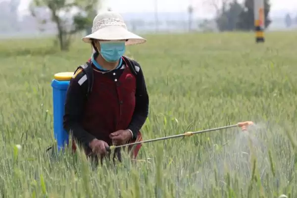 图片[2]-小麦硬草防除方法及农业化学防除措施(小麦硬草咋防除及防除措施)？-会东网