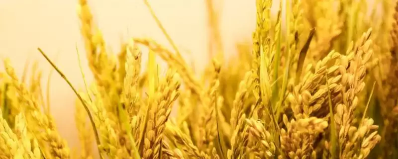 福昌优701水稻种每亩有效穗数16.7万穗(福昌优701水稻种每亩有效穗数16.7万穗有何意义)?-会东网