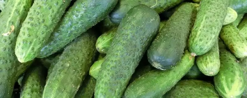黄瓜有苦味采取选良种等防治措施(黄瓜有苦味选良种等防治措施)？-会东网