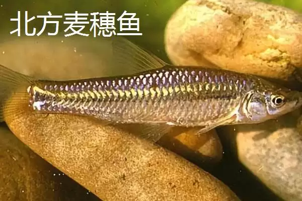 图片[6]-麦穗鱼简介(麦穗鱼是常见的小型淡水鱼类)？-会东网