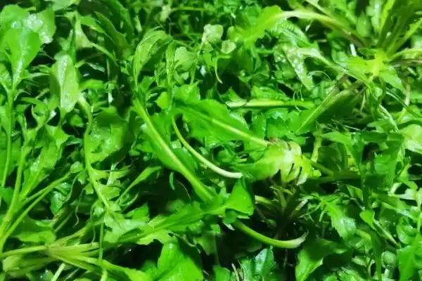 图片[5]-河南野菜的种类相关情况介绍(河南野菜的种类，你吃过哪几种)？-会东网