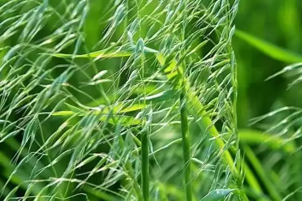 图片[4]-野燕麦食用性及成熟种子食用情况(野燕麦能不能吃及成熟种子食用情况)？-会东网