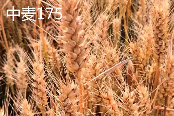 图片[6]-河南麦子品种选择推荐及品种介绍(在河南选择哪个麦子品种好及品种推荐)？-会东网