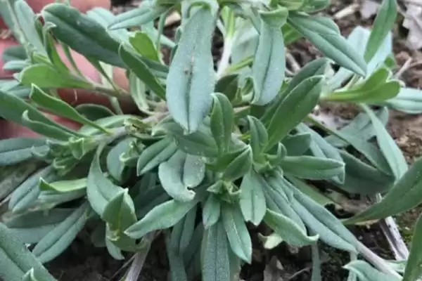 图片[7]-河南野菜的种类相关情况介绍(河南野菜的种类，你吃过哪几种)？-会东网