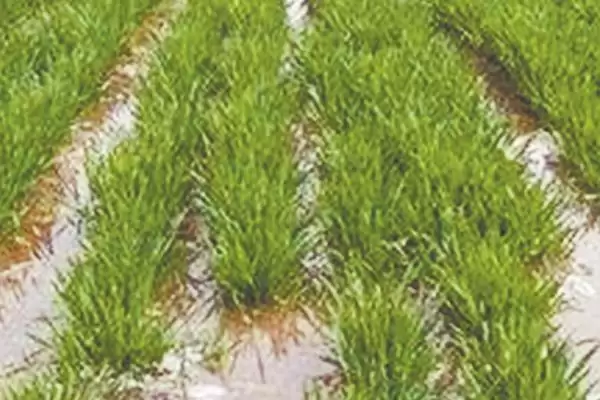 图片[2]-小麦浇水频率及3-4个月浇1次水情况(小麦多久浇次水及浇水频率)？-会东网
