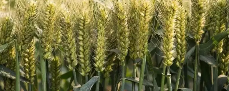 西农256小麦品种抗病特性(西农256中抗赤霉病)?-会东网