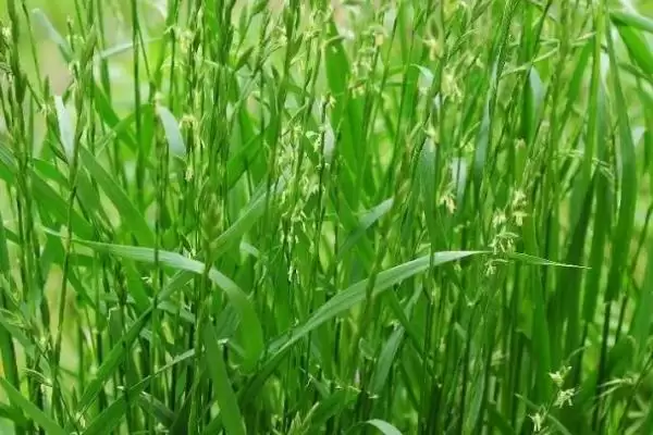 图片[4]-黑麦草的种植技术相关要点(黑麦草的种植技术，一般在春季或秋季进行)？-会东网