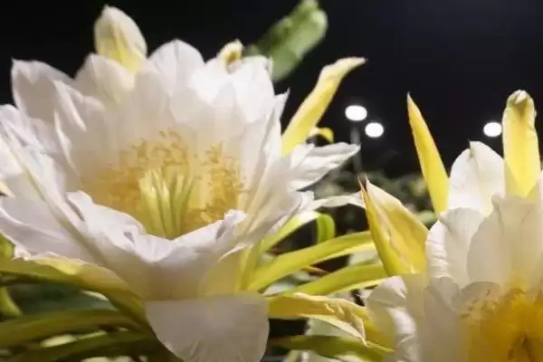 图片[4]-火龙果花期合理疏花及人工授粉要点(火龙果花期合理疏花和人工授粉要点)？-会东网