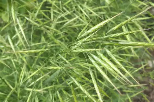 图片[5]-野燕麦食用性及成熟种子食用情况(野燕麦能不能吃及成熟种子食用情况)？-会东网