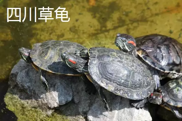 图片[8]-中华草龟分布省份及地区差异情况(中华草龟分布省份及地区差异情况)？-会东网