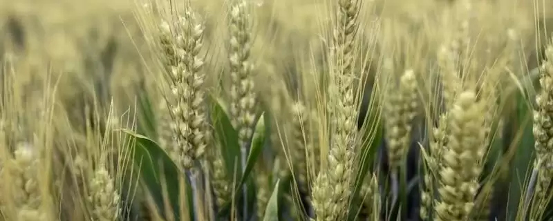 皖科20小麦品种生育期情况(皖科20全生育期215.8天)?-会东网