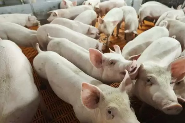 图片[3]-猪不肯吃食解决方法及原因分析(猪不肯吃食怎么办及原因分析)？-会东网