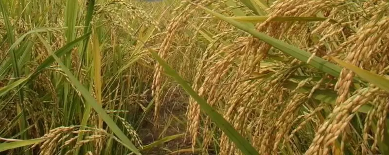 川优1098水稻品种需综合防治病虫害(川优1098水稻品种综合防治病虫害有多关键)?-会东网