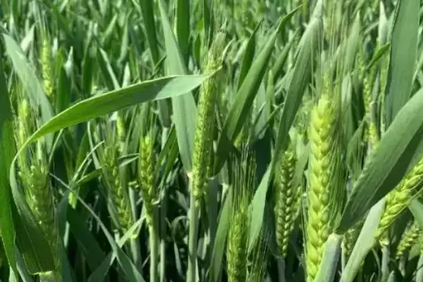 图片[2]-囤麦257小麦种情况、适宜播期(囤麦257小麦种简介，适宜播种期10月中旬)？-会东网