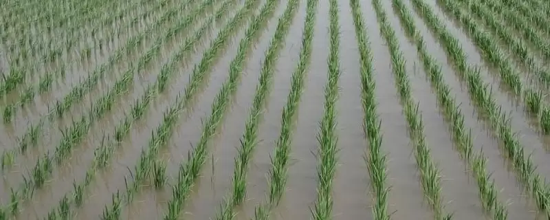 隆晶优4013水稻种子特性与播期(隆晶优4013 5-6月播)?-会东网