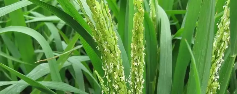 华优889水稻种子每亩有效穗16.2万详情(华优889水稻种子每亩有效穗16.2万详情)?-会东网