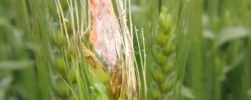 小麦赤霉病症状及病部粉红色霉层表现(小麦赤霉病症状及霉层表现)?-会东网