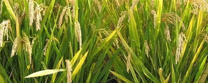 春两优长70水稻种子每亩插植2万穴左右(春两优长70水稻种子插植密度有何要点)?-会东网