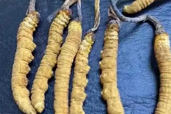 图片[3]-冬虫夏草的组成相关情况(冬虫夏草是什么东西，由虫体及从头部长出的真菌子座组成)？-会东网