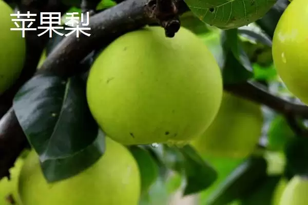 图片[9]-吉林省延吉市特产长白山人参相关介绍(吉林省延吉市特产长白山人参介绍)？-会东网