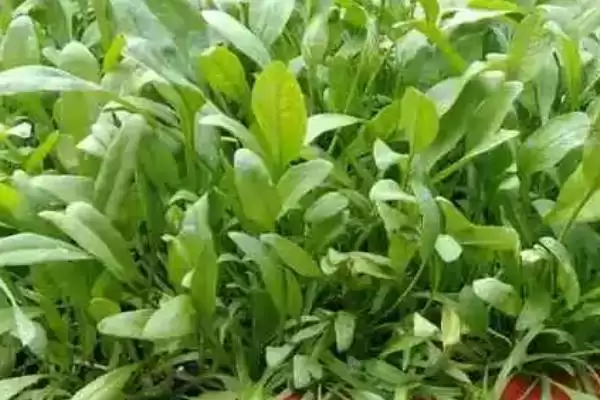 图片[4]-菠菜春菠菜在3月播种(菠菜春菠菜播种时间有何规律)？-会东网