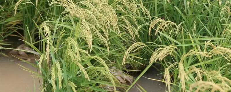 常农粳5号水稻种子每亩大田用种量3-4公斤(常农粳5号水稻种子大田用种量有何依据)？-会东网