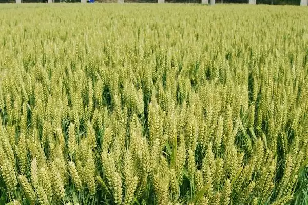 图片[2]-中研麦0709小麦种简介与适宜种植区(中研麦0709小麦种简介及适宜种植区)？-会东网