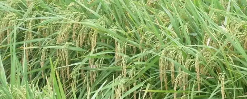 吉粳325水稻种子生育期间防稻瘟病要点(吉粳325水稻种子生育期防稻瘟病要点)?-会东网