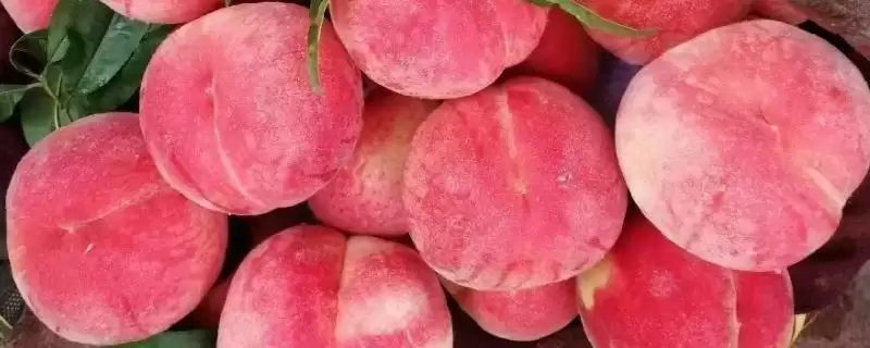 甘肃省天水市的特产水果种类(甘肃省天水市有哪些特产水果,包括秦安蜜桃、秦安苹果、麦积核桃等种类)?-会东网