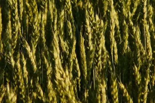 图片[4]-存麦16号小麦种植要点、播种期(存麦16号小麦种植要点，在10月上中旬进行播种)？-会东网