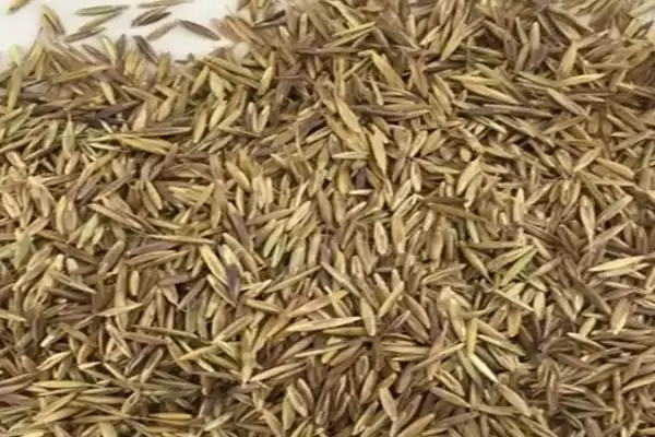 图片[4]-牧草种子接种方法介绍(牧草种子常用干瘤法等接种方法)？-会东网