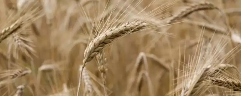 苑丰12小麦种子特征特性与适宜播期(苑丰12小麦种子特征及适宜播期)？-会东网