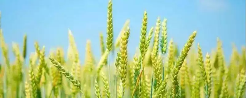 山农116小麦品种生育期情况(山农116全生育期227.9天)?-会东网