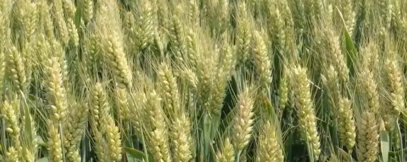 中植麦13号小麦品种特性与适宜播期(中植麦13号小麦品种特性及适宜播期)?-会东网
