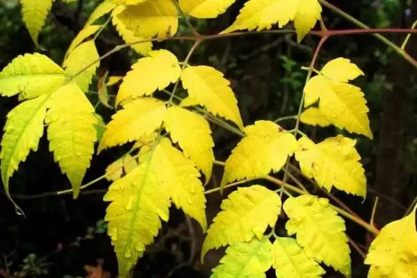 图片[4]-鹅不能吃的植物种类情况(鹅不能吃什么植物，不能吃臭椿叶、灰灰菜、楝树叶等)？-会东网