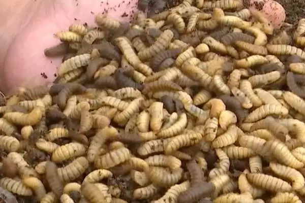 图片[3]-黑水虻的养殖技术相关要点(黑水虻的养殖技术，选在有大量禽畜粪便和生活垃圾的地方建立养殖场)？-会东网
