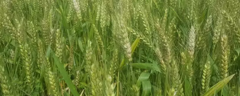 济麦38小麦种情况、病虫害防治(济麦38小麦种简介，注意防治叶锈病和纹枯病)？-会东网
