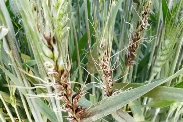 图片[10]-小麦叶枯病发病规律及4-5月发病情况(小麦叶枯病发病规律及发病时间)？-会东网