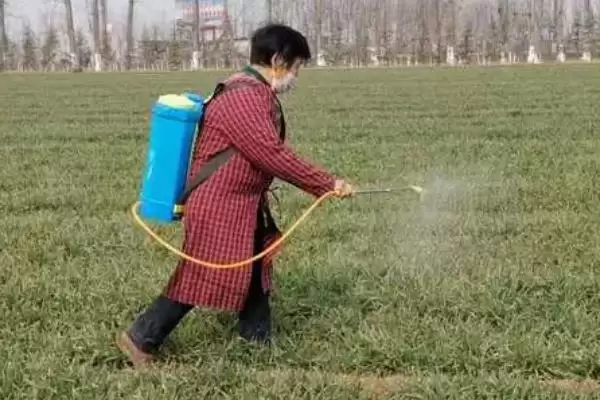 图片[5]-小麦管理及用药方法与生长阶段关系(小麦管理及用药咋做与生长阶段)？-会东网