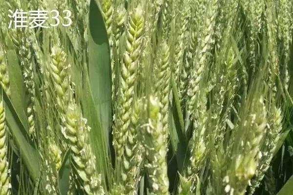 图片[6]-小麦主产区分布及冬小麦北方分布情况(小麦主产区在哪及冬小麦分布)？-会东网