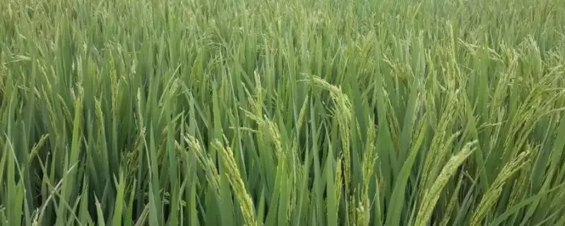 汉两优竹占水稻种子综合防治病虫害要点(汉两优竹占水稻种子综合防治病虫害要点)？-会东网
