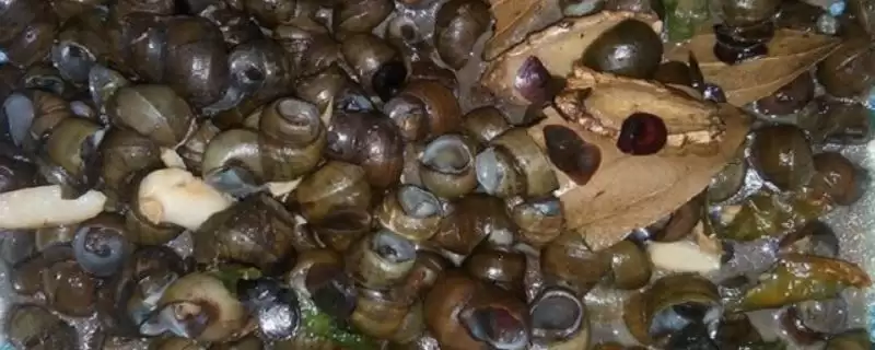 田螺食物介绍(田螺一般以水生植物等为食)?-会东网