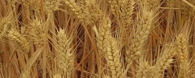 天选60号小麦种生育期情况(天选60号生育期246天)?-会东网