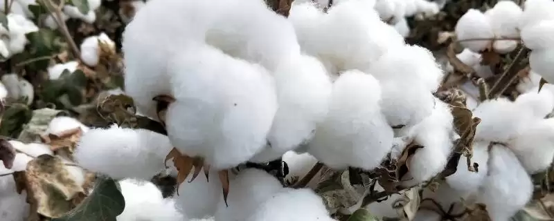 湘文一号棉花种子介绍与每亩定植数量(湘文一号棉花种子介绍及定植数)？-会东网