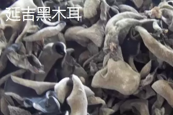 图片[3]-吉林省延吉市特产长白山人参相关介绍(吉林省延吉市特产长白山人参介绍)？-会东网